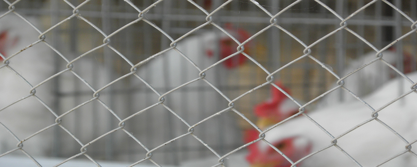 Chain Link Fencing in Park